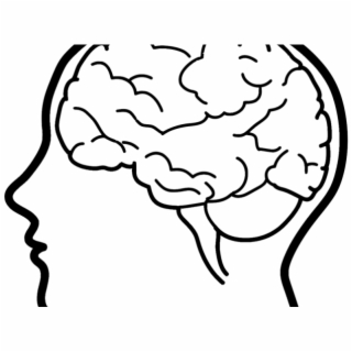 320x320 Hd Human Brain At Getdrawings