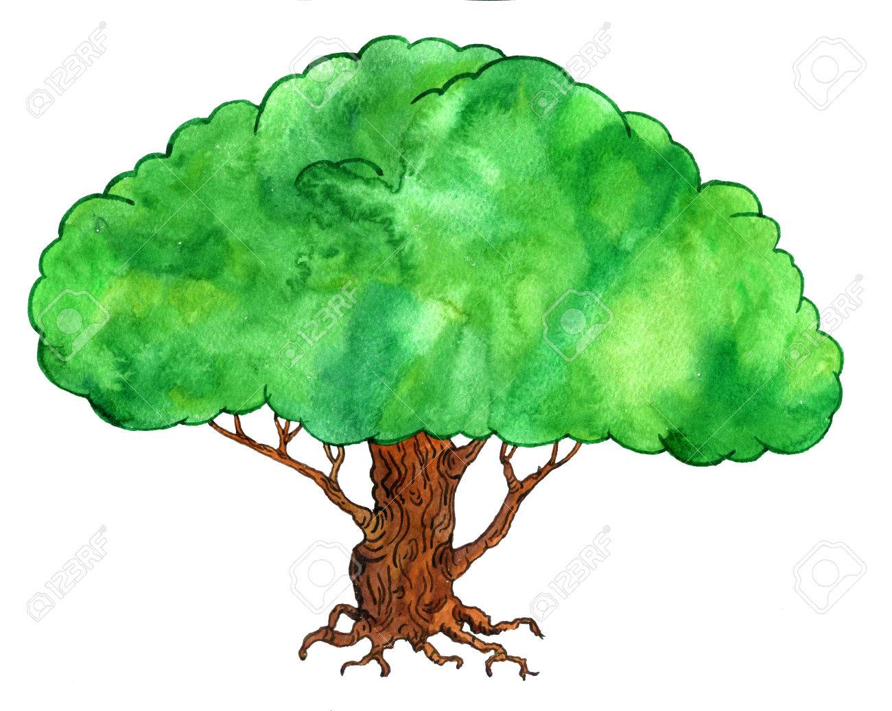 1300x1036 Tree Cartoon Drawing
