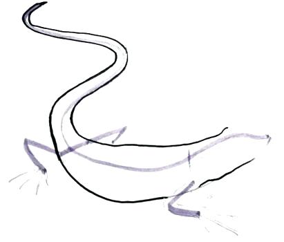 411x350 How To Draw A Simple Lizard How To Draw A Cartoon Iguana Draw