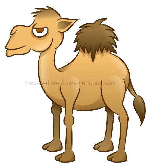 590x647 easy camel drawing south west desert animal cartoon camel drawing