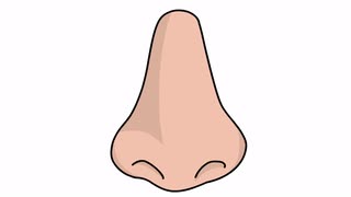 320x180 Nose Sketch Illustration Hand Drawn Animation Transparent Motion