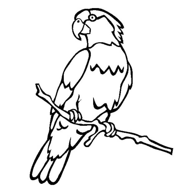 600x612 Nice Design Parrot To Color Drawing With Colour At Getdrawings Com