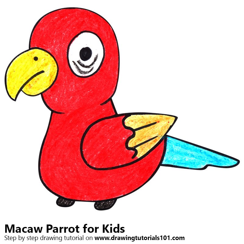 800x800 Parrot For Kids Drawing
