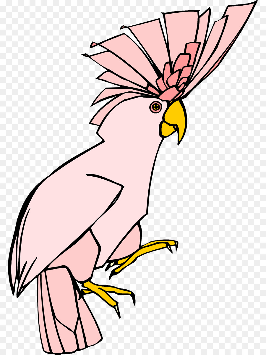 900x1200 Parrot Macaw Cartoon Drawing Portable Network Graphics