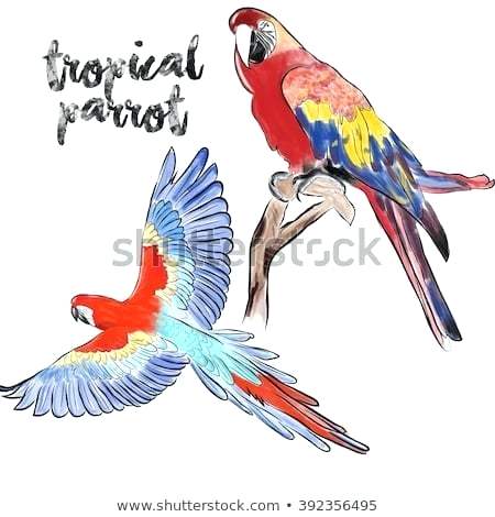 450x470 Parrots Drawing Draw Cartoon Parrots Parrot Bird Clip Art Parrot