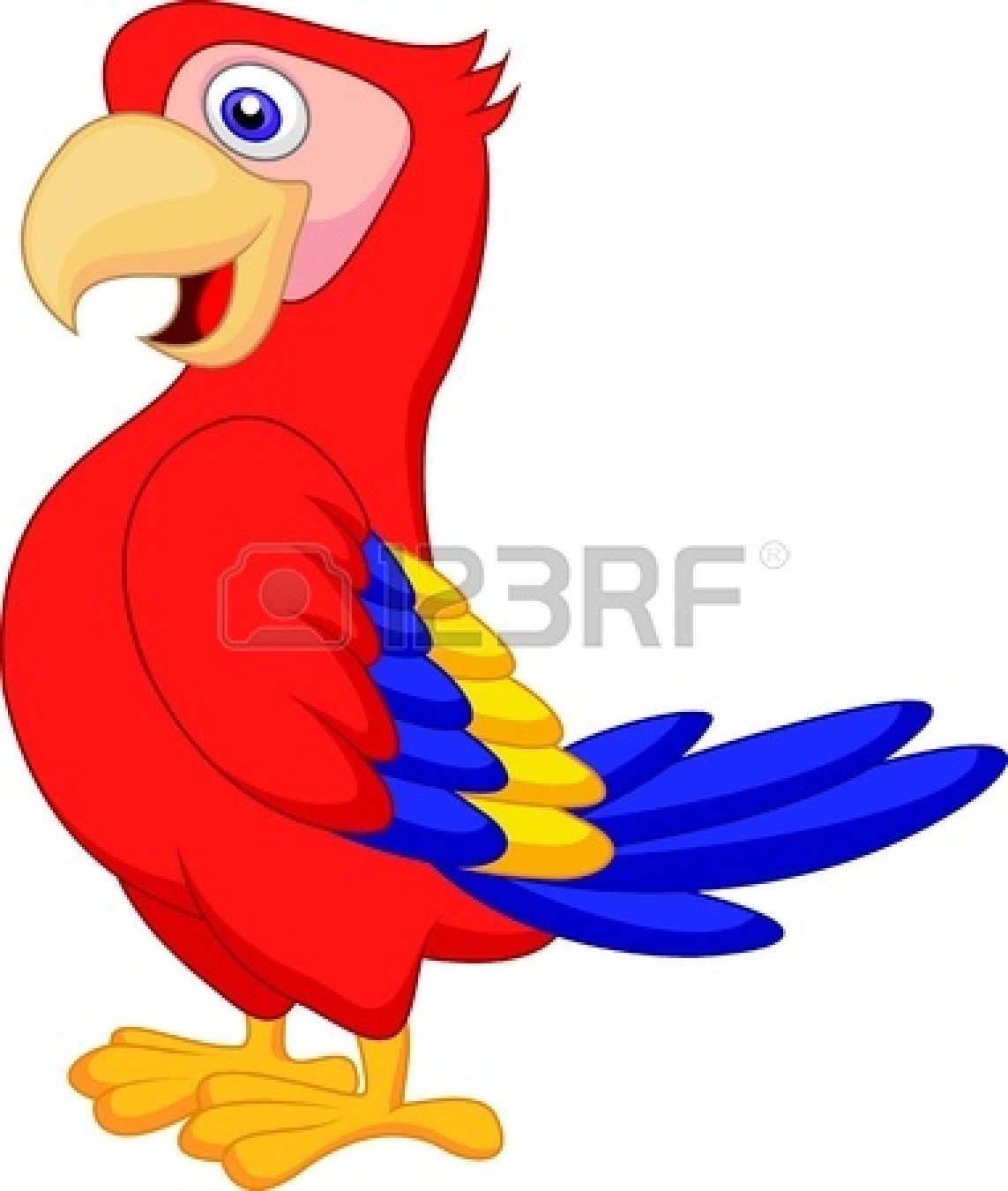1143x1350 Cartoon Parrot Drawing Bird