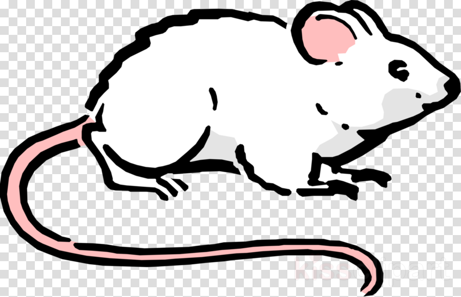 900x580 Maus, Rat, Drawing, Transparent Png Image Clipart Free Download