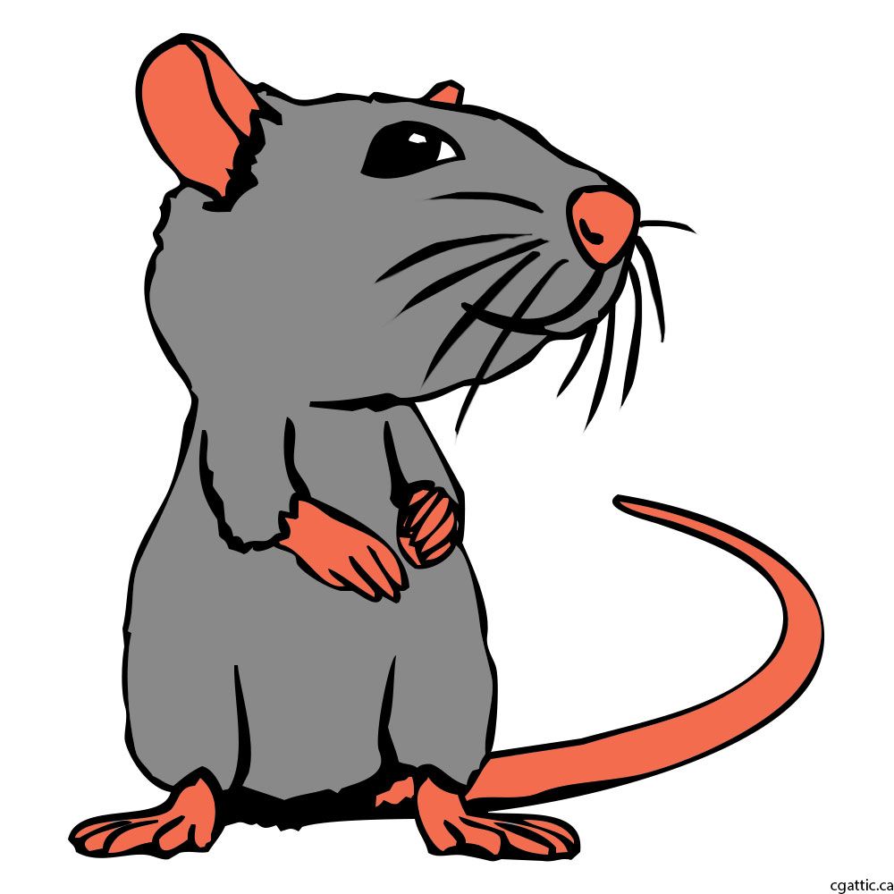 1000x1000 Rat Cartoon Drawing In Steps With Photoshop In Favorite