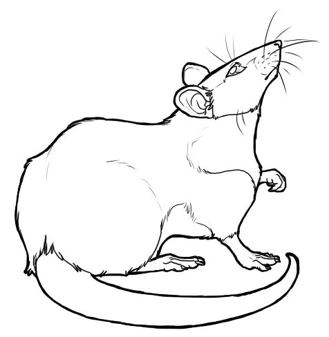 476x488 cartoon rat drawings free rat lineart