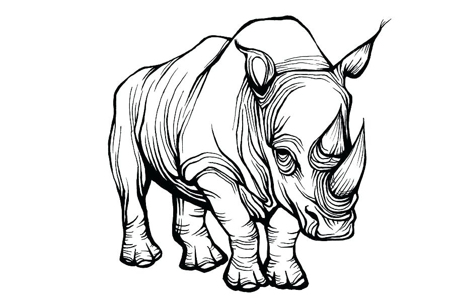 900x600 How To Draw A Rhino Draw Rhinos