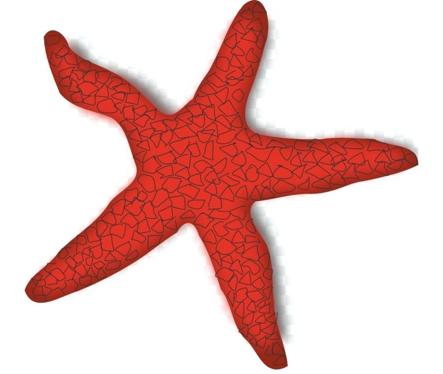 900x760 Starfish Drawing Starfish Drawing Labeled