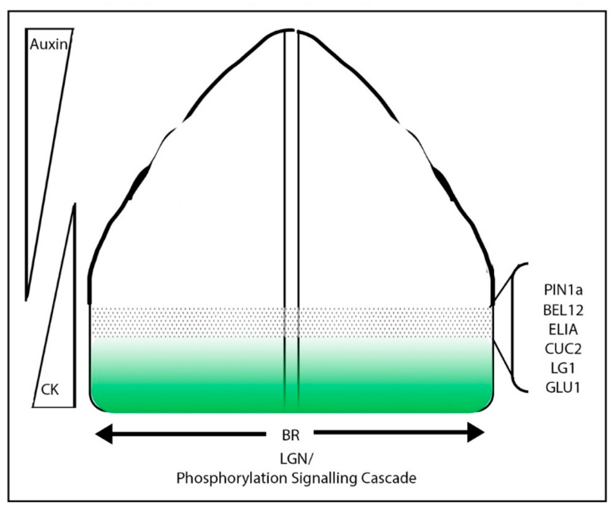 2011x1673 plants free full text drawing a line grasses and boundaries