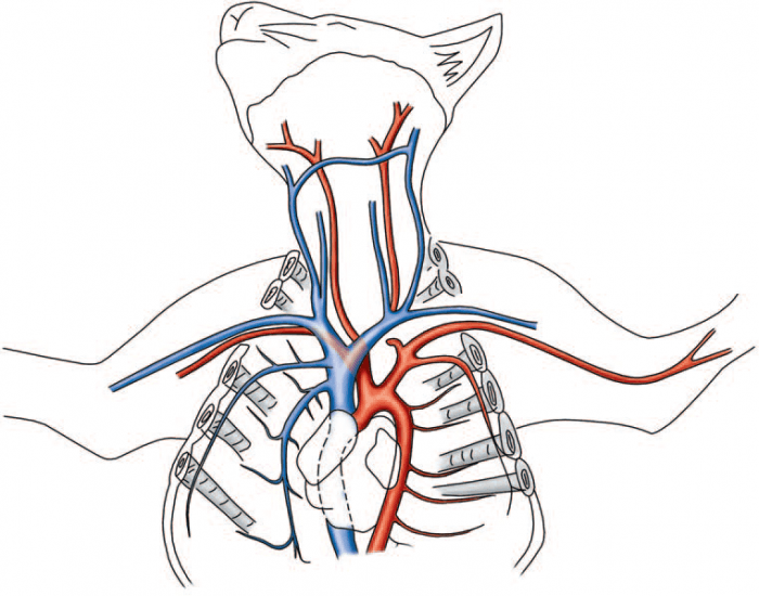 700x550 Upper Circulatory System