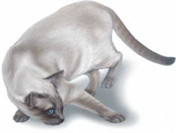 250x189 Drawing Cat Siamese, Picture