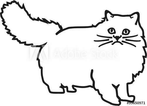 500x359 persian cat contour