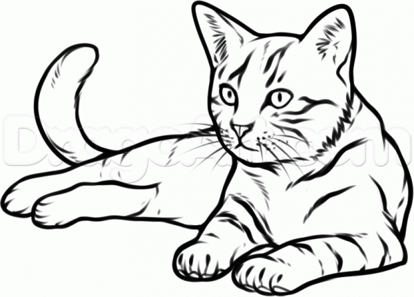 Cat Drawing Images | Free download on ClipArtMag