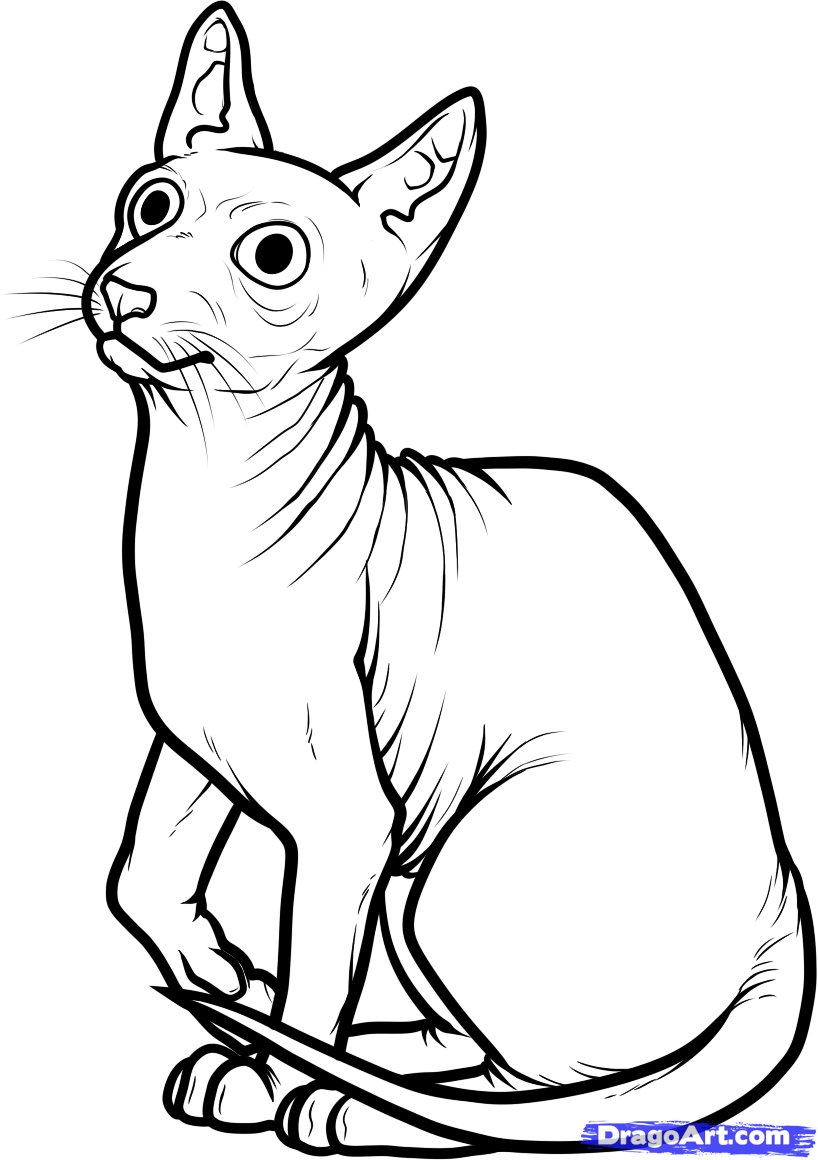 818x1160 How To Draw A Sphynx Cat, Step