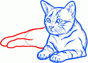 302x216 How To Draw A Cat Steps