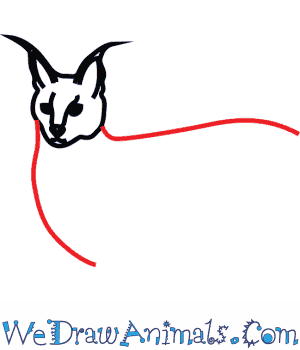 300x350 How To Draw A Caracal