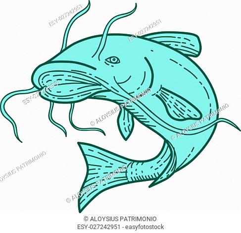 487x470 Catfish Mud Cat Jumping Up Drawing Stock Photos And Images Age