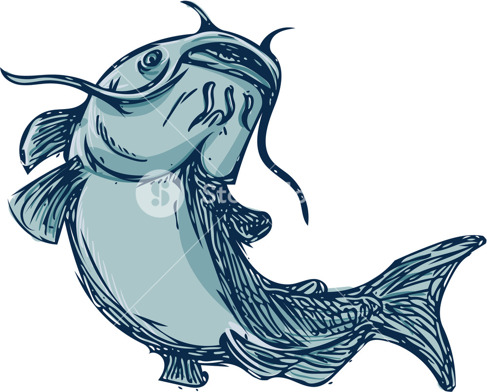 1000x805 Drawing Sketch Styleillustration Of A Ray Finned Fish Catfish Also