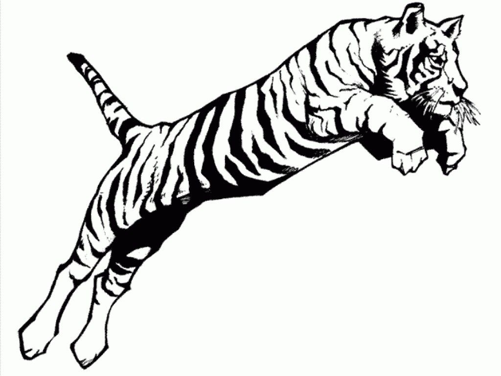 1024x768 Tiger Color Sheet A Jumping Tiger Coloring