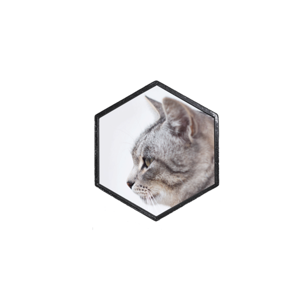 600x600 Grey Cat Profile Hex Hexlets