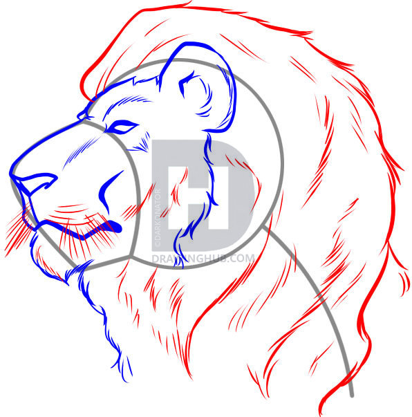 596x603 How To Draw A Lion Face, Step