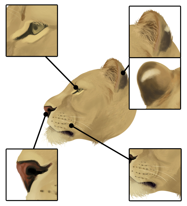 600x659 How To Draw Animals Big Cats, Their Anatomy And Patterns