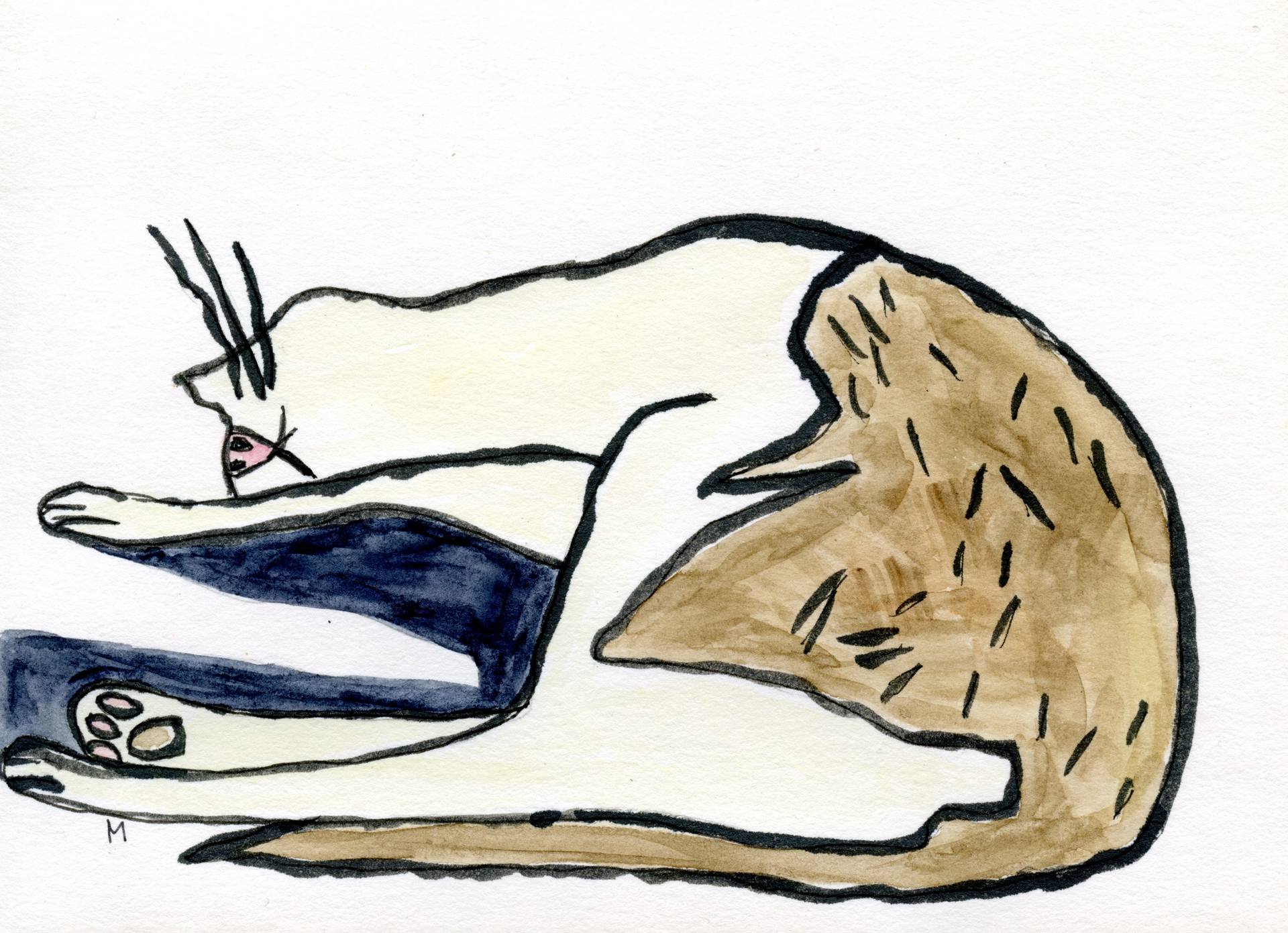 1920x1391 Cat With A Sparse Shadow Drawing