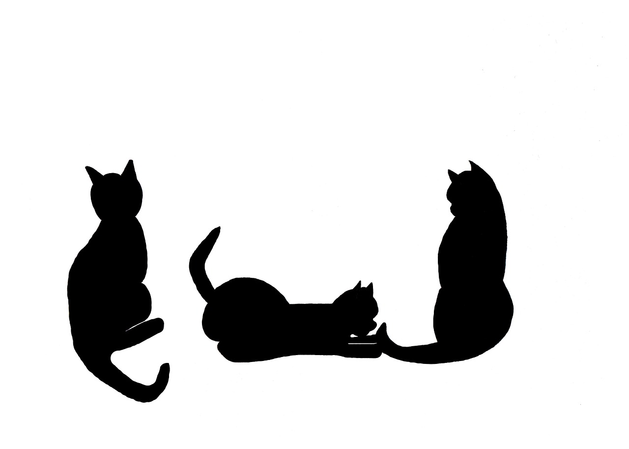 1280x913 cats, black cats, black, black cat, silhouette