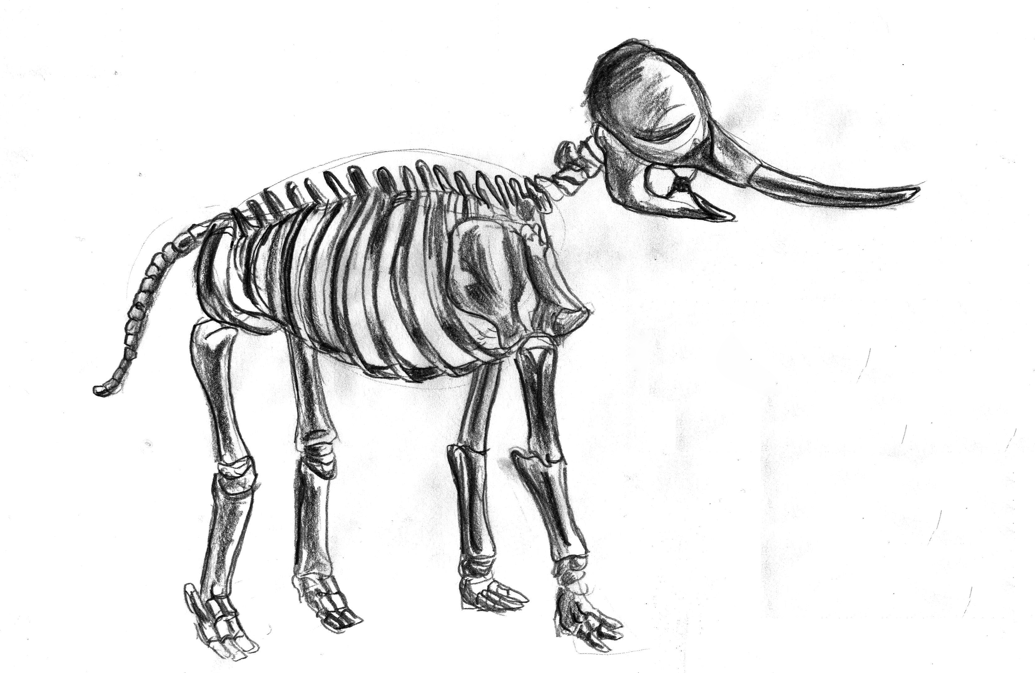 3324x2160 Elephant Skeleton Faezghani