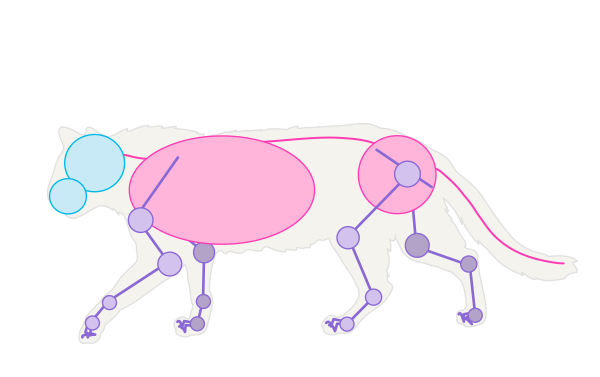 600x377 How To Draw Animals Cats And Their Anatomy