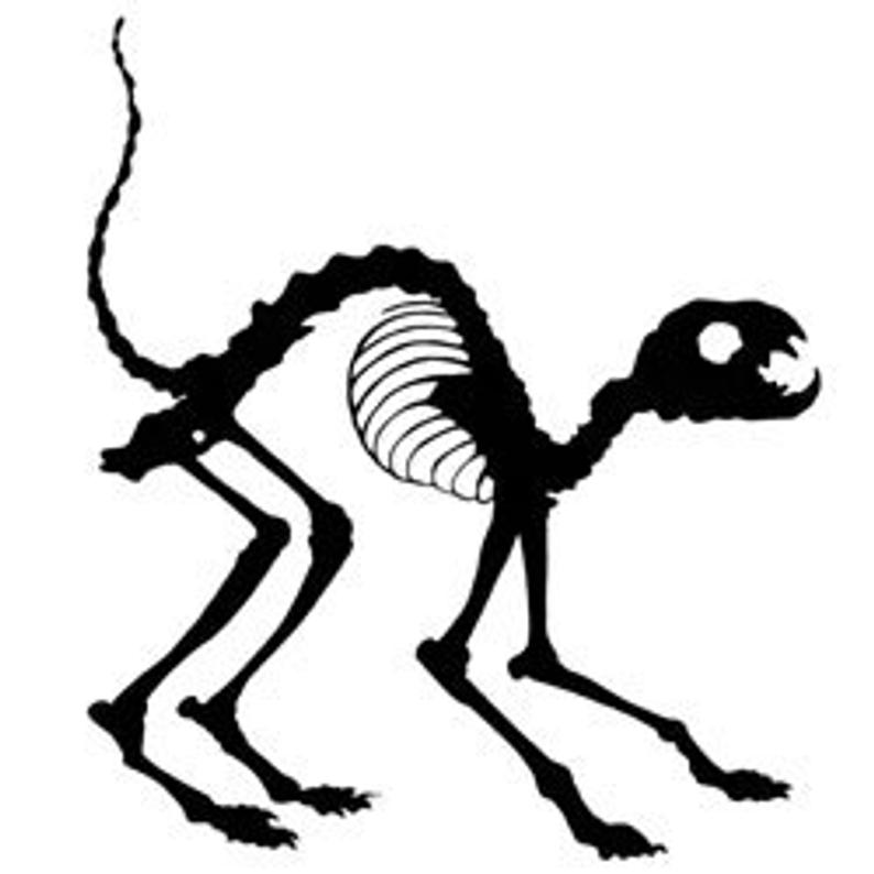 794x794 unmounted rubber stamp skeletal cat etsy