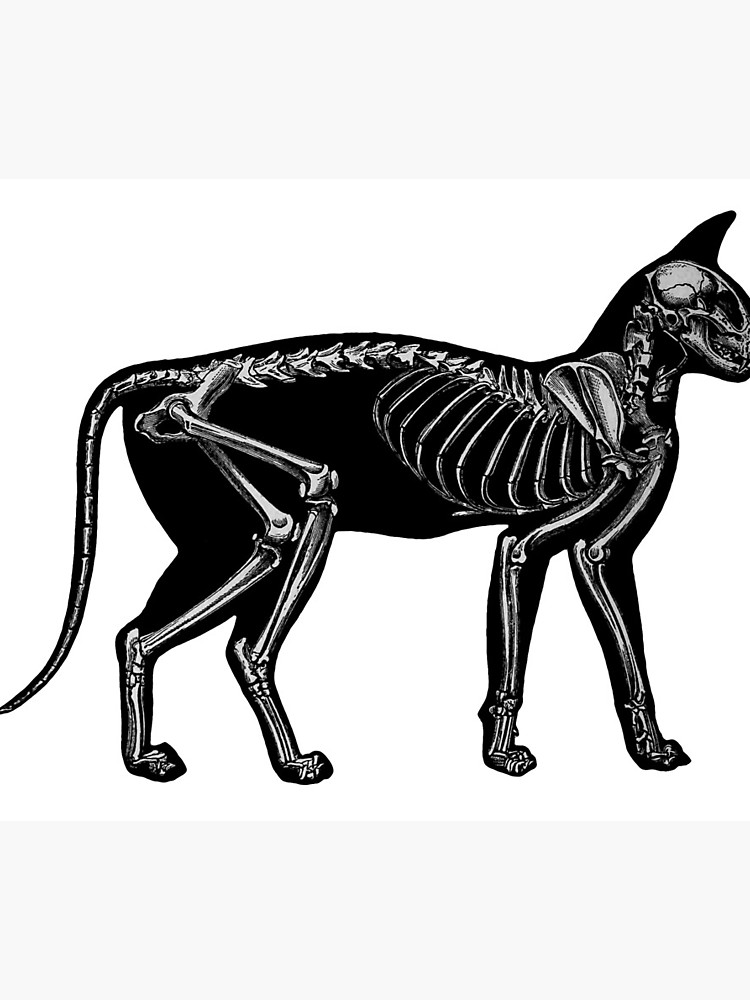 750x1000 cat silhouette with skeleton photographic print