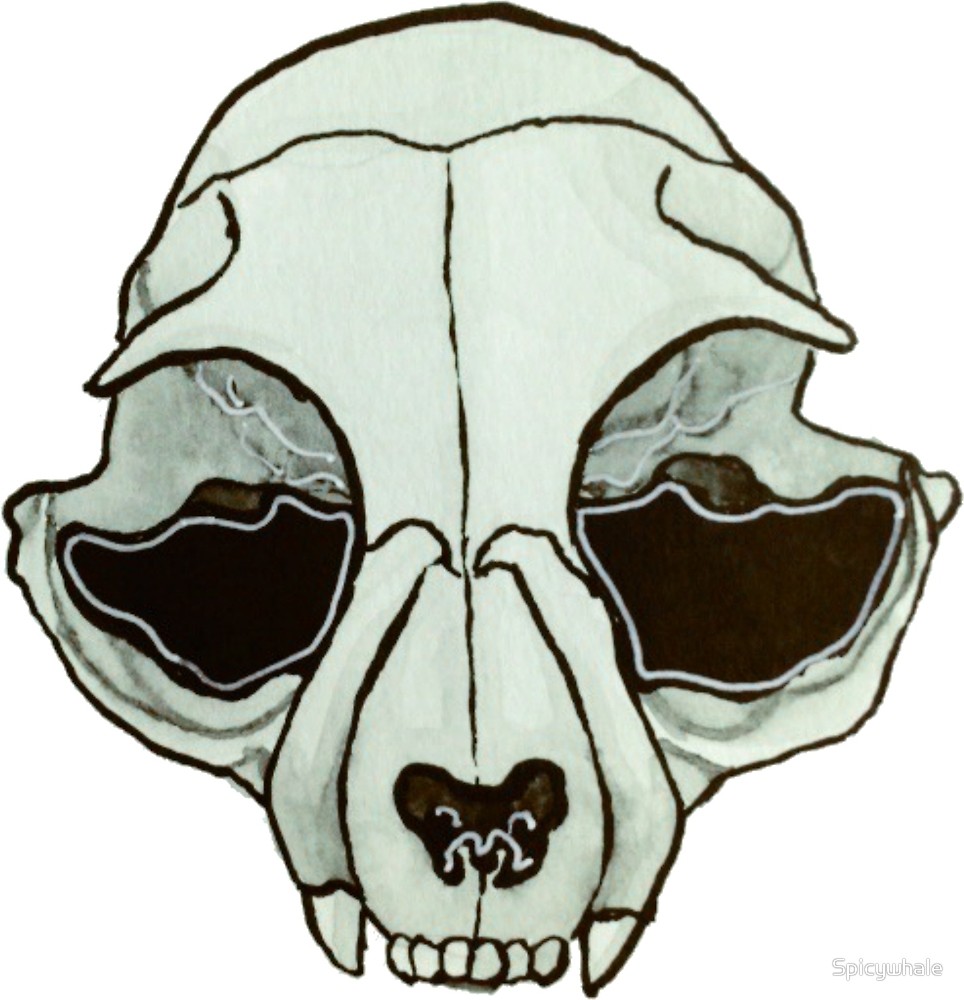 964x1000 Cat Skull