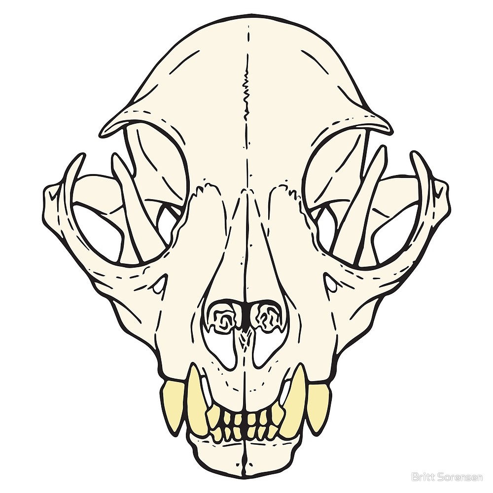 1000x1000 Cat Skull On Pink