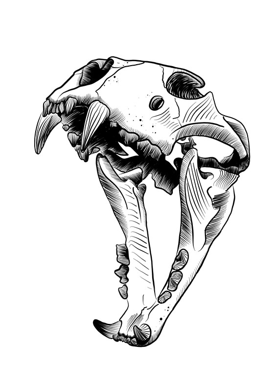 Cat Skull Drawing | Free download on ClipArtMag