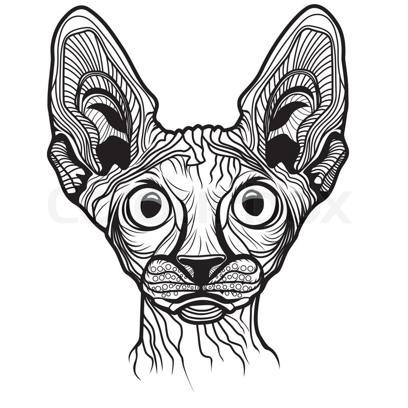 800x800 Cat Head Vector Animal Illustration Stock Vector Colourbox