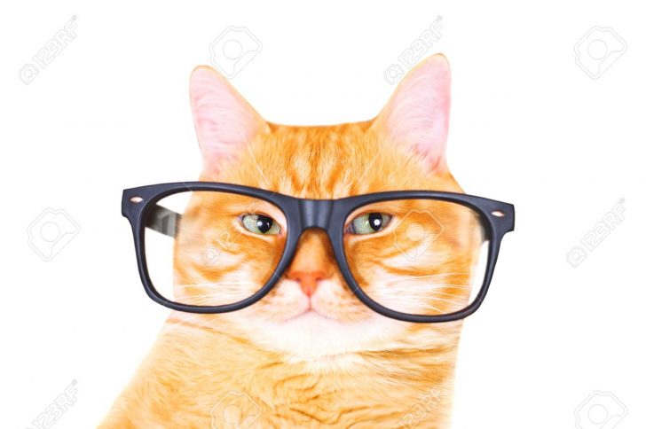 728x484 Cat With Glasses Drawing Stage Wallpaper