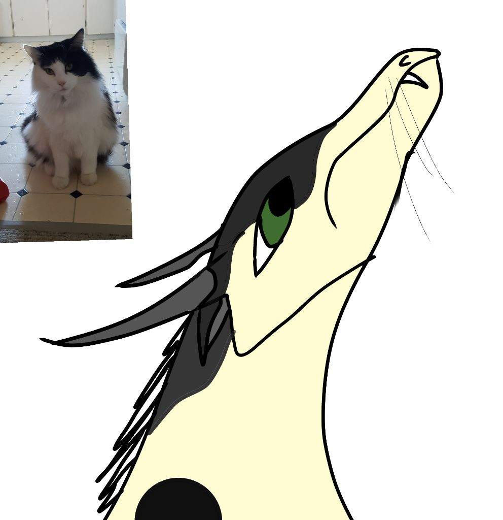 992x1024 Leo Da Cat Wings Of Fire Amino