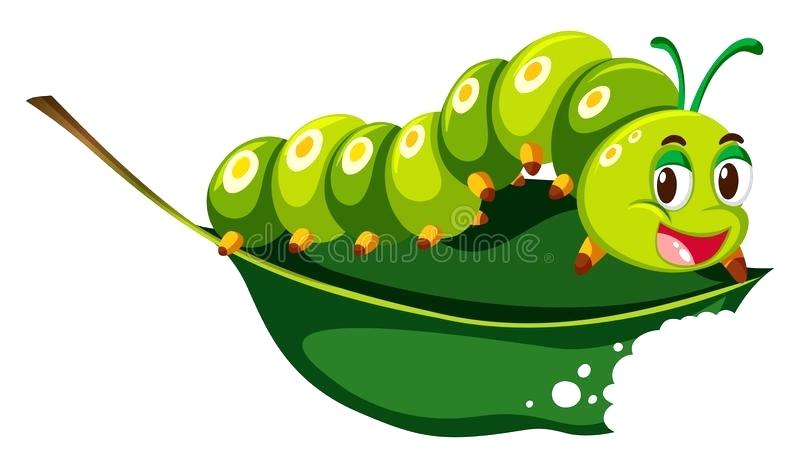 800x468 caterpillar drawing download cute caterpillar chewing green leaf
