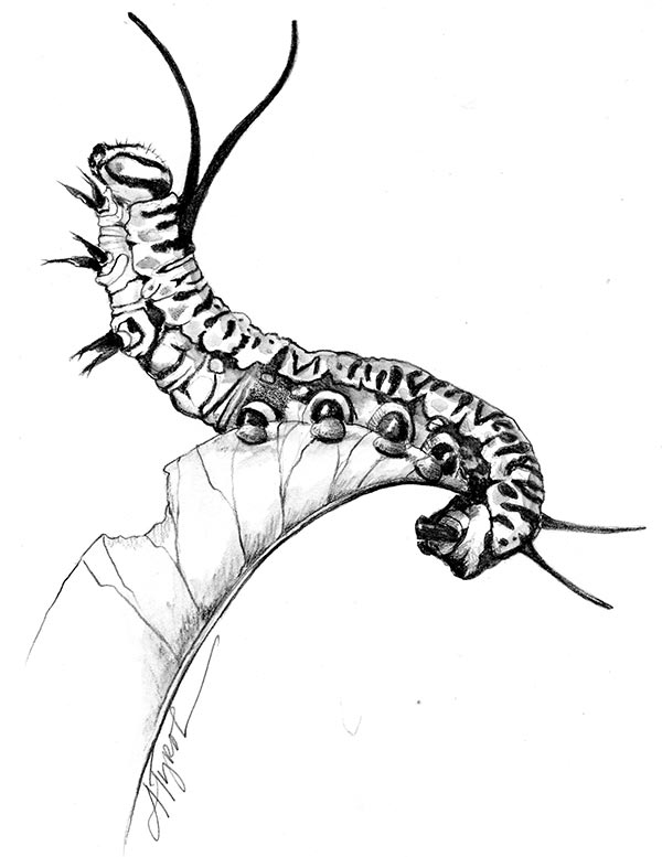 Caterpillar Drawing