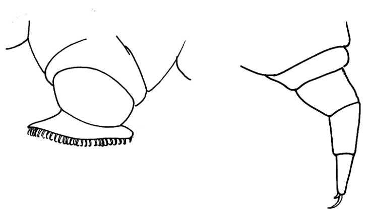 730x445 Caterpillars Drawing