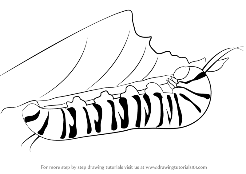 800x566 Learn How To Draw A Caterpillar