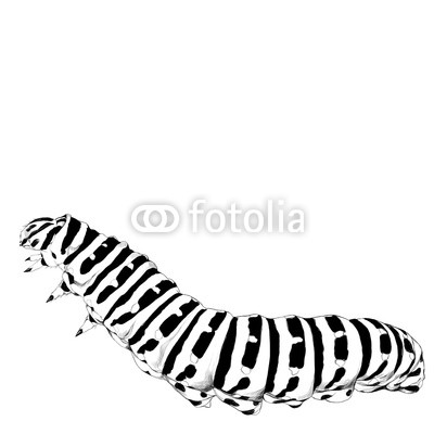 400x400 The Caterpillar Crawls, Sketch Vector Graphics Black And White