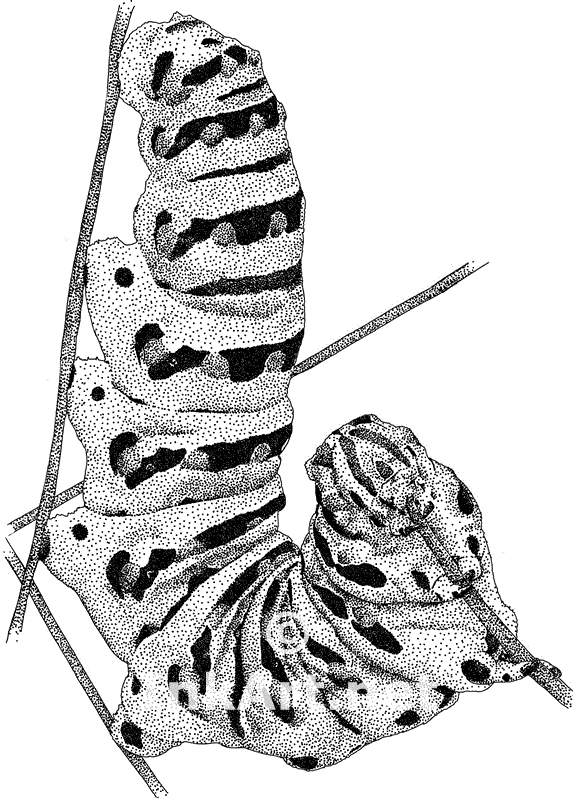 574x800 Caterpillars Drawing