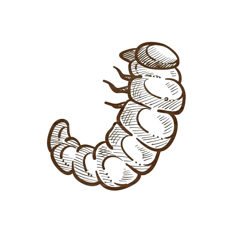 Collection of Caterpillar clipart | Free download best Caterpillar ...