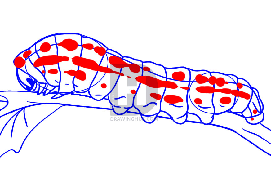 874x616 How To Draw A Caterpillar, Step