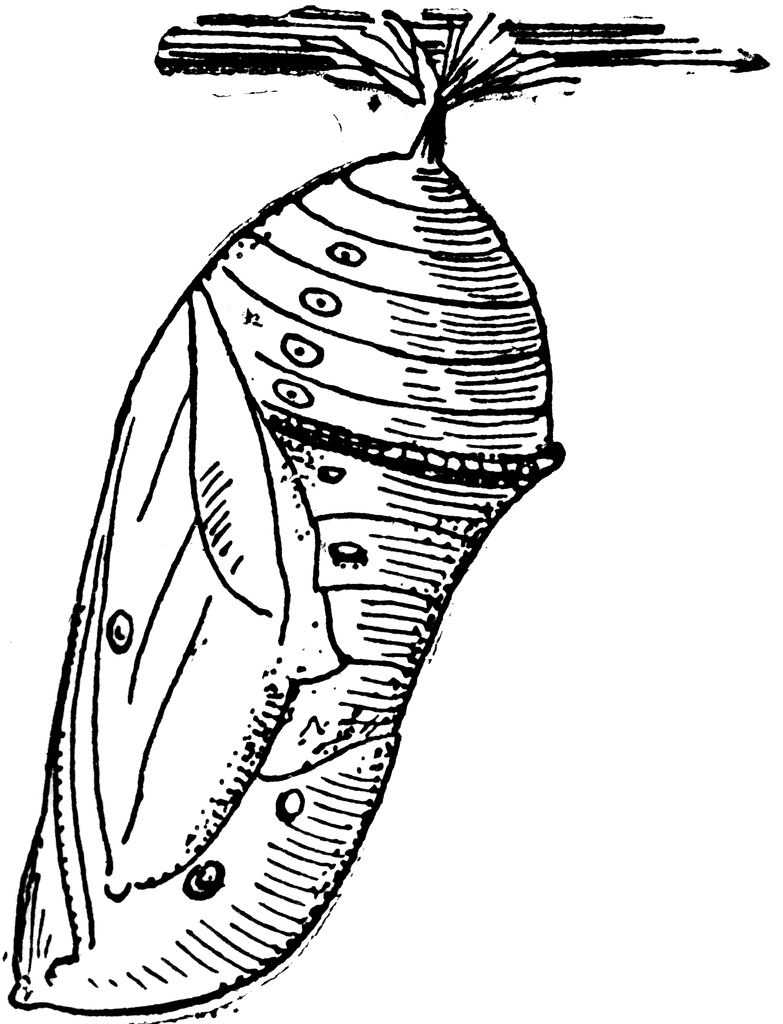 783x1024 Huge Collection Of 'monarch Caterpillar Drawing' Download More